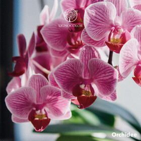 Lignocolor Kreidefarbe Orchidee