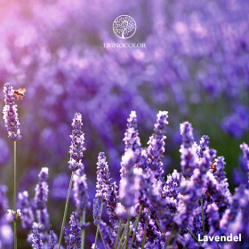 Lignocolor Wandfarbe Lavendel