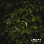 Lignocolor Nubilli Edition Kreidefarbe Dark Ivy